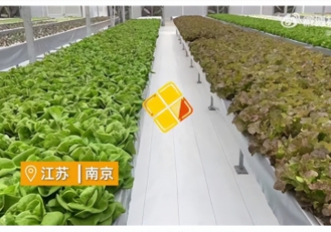 聚英智慧溫室控制系統(tǒng)，建設(shè)植物工廠，一年多茬